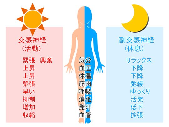 自律神経の調整 - 西荻窪の整骨院｜肩こり・腰痛改善・交通事故治療